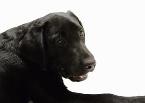 ペットとの別れを自宅近郊で行なおう