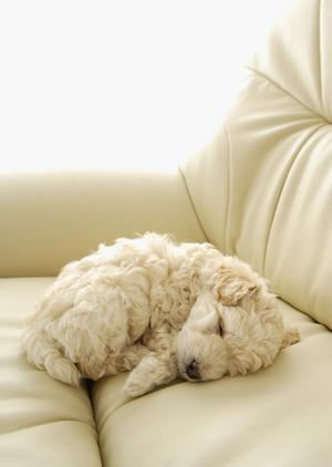 シロアリ駆除の専門!アサンテの即日対応と信頼の実績